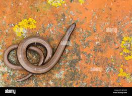 Attēlu rezultāti vaicājumam “Anguis fragilis adult”