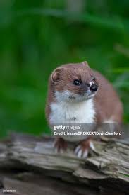 Attēlu rezultāti vaicājumam “Mustela nivalis adult”
