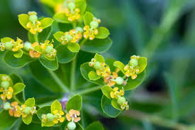 Attēlu rezultāti vaicājumam “Euphorbia palustris”