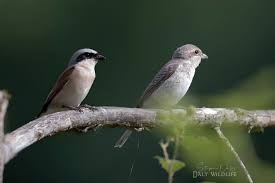 Attēlu rezultāti vaicājumam “Lanius collurio”