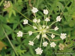 Attēlu rezultāti vaicājumam “Laserpitium pruthenicum”