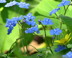 Attēlu rezultāti vaicājumam “Oenothera rubricauli leaf”