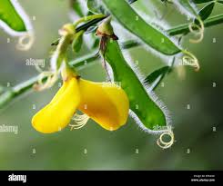 Attēlu rezultāti vaicājumam “Cytisus scoparius flower”