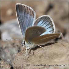 Attēlu rezultāti vaicājumam “Agrodiaetus damon”