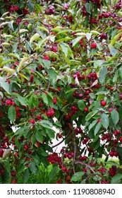 Attēlu rezultāti vaicājumam “Malus prunifolia”