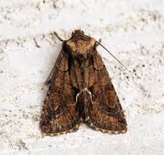 Attēlu rezultāti vaicājumam “Allophyes oxyacanthae”