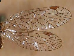 Attēlu rezultāti vaicājumam “Raphidioptera imago”