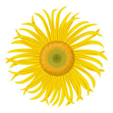 Attēlu rezultāti vaicājumam “Inula helenium flower”