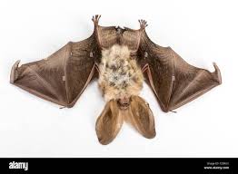 Attēlu rezultāti vaicājumam “Plecotus auritus”