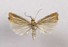 Attēlu rezultāti vaicājumam “Crambus”