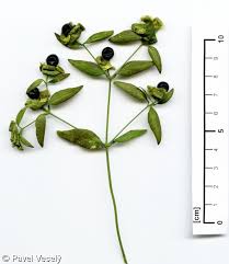 Attēlu rezultāti vaicājumam “Silene baccifera fruit”