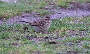 Image result for Emberiza spodocephala