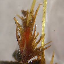 Attēlu rezultāti vaicājumam “Seligeria donniana”