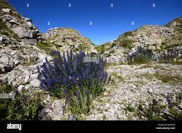Attēlu rezultāti vaicājumam “Echium vulgare flower”