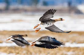 Attēlu rezultāti vaicājumam “Anser albifrons adult”