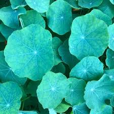 Attēlu rezultāti vaicājumam “Tropaeolum majus leaf”