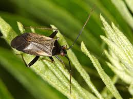 Attēlu rezultāti vaicājumam “Adelphocoris seticornis”