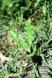 Attēlu rezultāti vaicājumam “Cirsium arvense leaf”