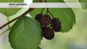 Attēlu rezultāti vaicājumam “Alnus glutinosa”