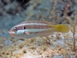 Image result for Sparisoma rubripinne