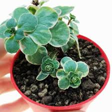 Image result for Aichryson