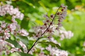 Attēlu rezultāti vaicājumam “Padus avium”