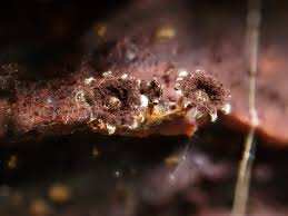 Attēlu rezultāti vaicājumam “Diderma subincarnatum plasmodium”