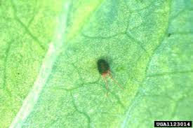 Attēlu rezultāti vaicājumam “Bryobia praetiosa”