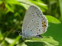 Attēlu rezultāti vaicājumam “Everes argiades female”