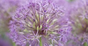 Attēlu rezultāti vaicājumam “Allium holandicum”