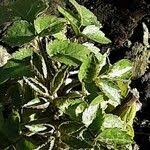 Attēlu rezultāti vaicājumam “Chaerophyllum aromaticum”