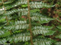 Attēlu rezultāti vaicājumam “Polystichum braunii”