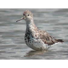 Image result for Calidris tenuirostris