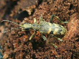 Attēlu rezultāti vaicājumam “Rhagium mordax”