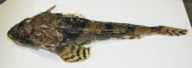 Image result for Myoxocephalus octodecemspinosus
