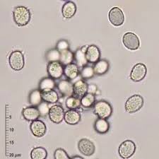 Attēlu rezultāti vaicājumam “Lactarius bertillonii”