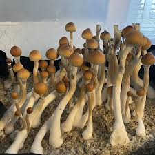 Attēlu rezultāti vaicājumam “Badhamiopsis praetermissa spores”