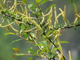 Attēlu rezultāti vaicājumam “Salix triandra”