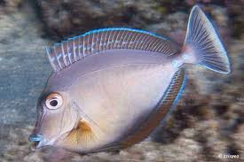 Image result for Naso unicornis