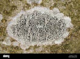 Attēlu rezultāti vaicājumam “Lecidella elaeochroma”