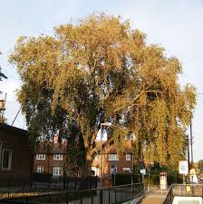 Attēlu rezultāti vaicājumam “Populus simonii”