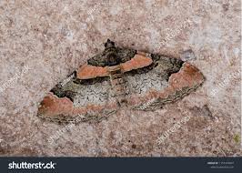 Attēlu rezultāti vaicājumam “Catarhoe rubidata”