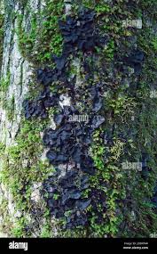 Attēlu rezultāti vaicājumam “Leptogium saturninum”