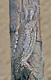 Image result for Otus scops