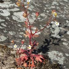 Attēlu rezultāti vaicājumam “Saxifraga tridactylites”