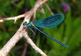 Attēlu rezultāti vaicājumam “Calopteryx splendens”