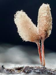 Attēlu rezultāti vaicājumam “Arcyria major macro”