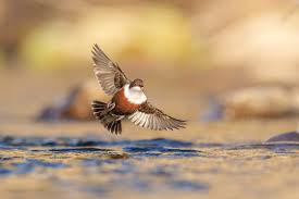 Attēlu rezultāti vaicājumam “Cinclus cinclus”