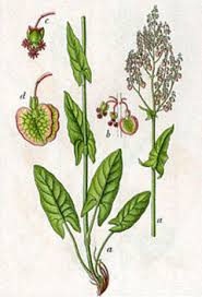 Attēlu rezultāti vaicājumam “Rumex acetosa flower”