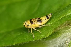 Attēlu rezultāti vaicājumam “Macrosteles sp. nymph”